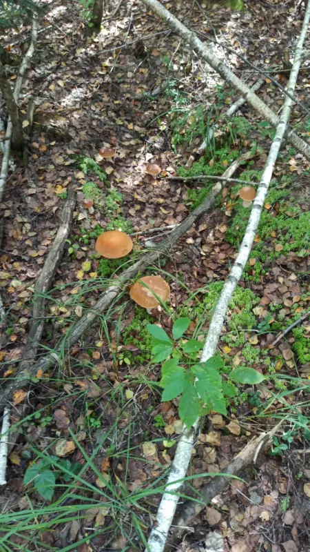 Чайная беседка
