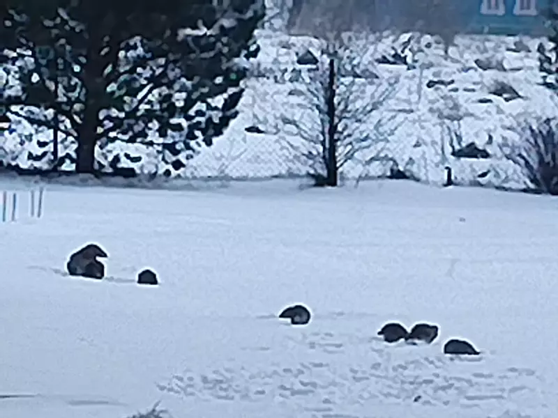 Чайная беседка