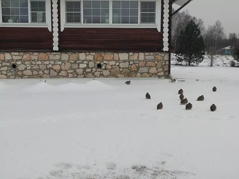 Чайная беседка