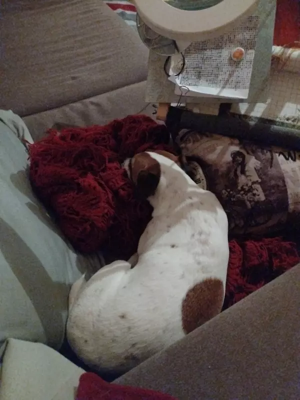 Чайная беседка