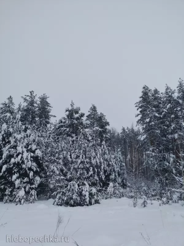 Чайная беседка