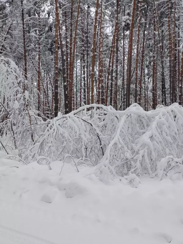 Чайная беседка