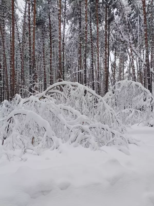 Чайная беседка