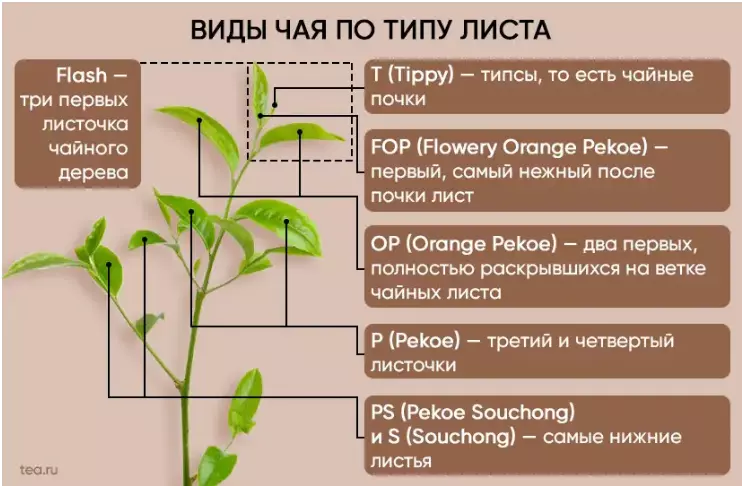 Чай, который мы покупаем (на Озон, WB и др.)