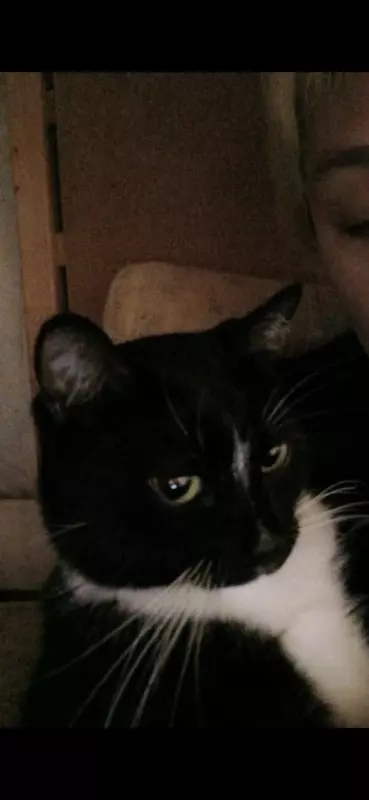 Tapтaлeтки & Ко