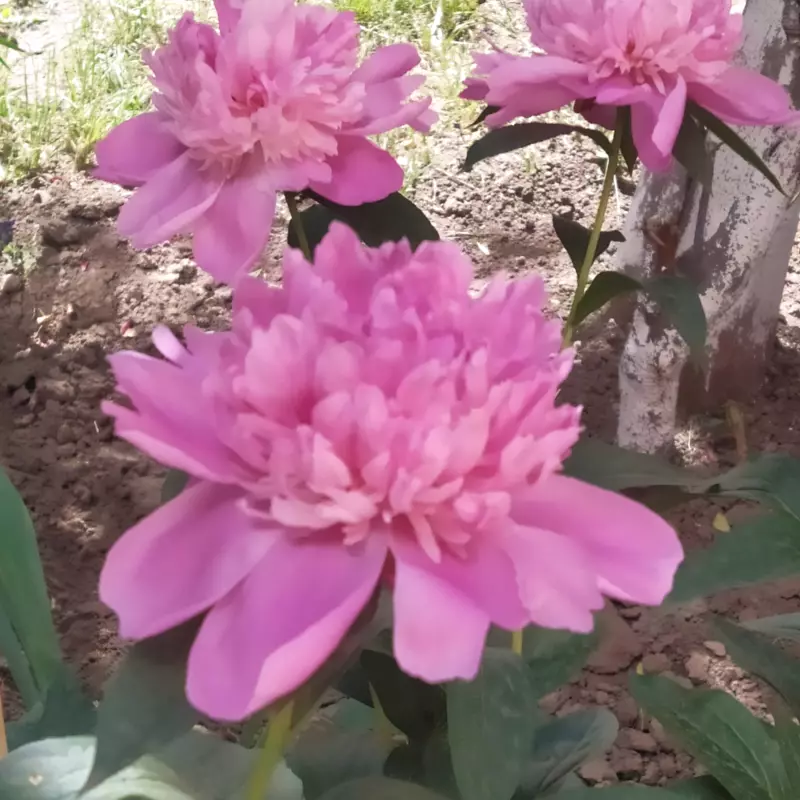 Чайная беседка