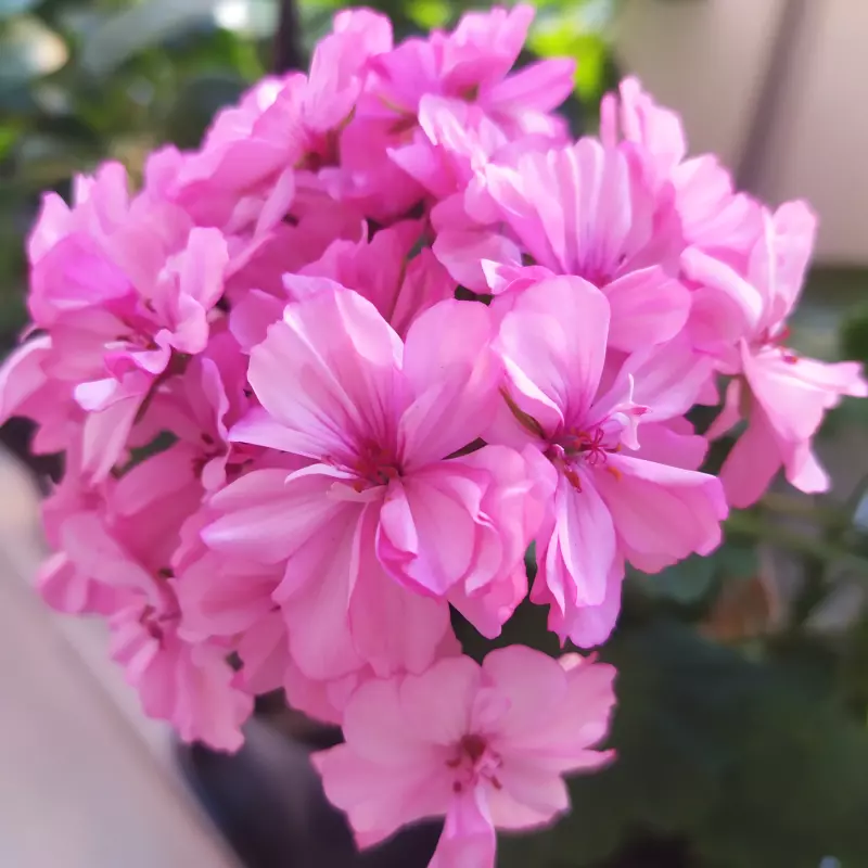 Чайная беседка