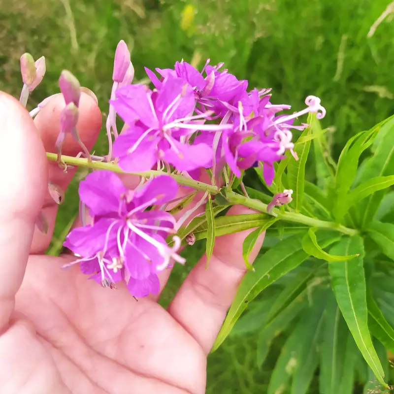 Чайная беседка