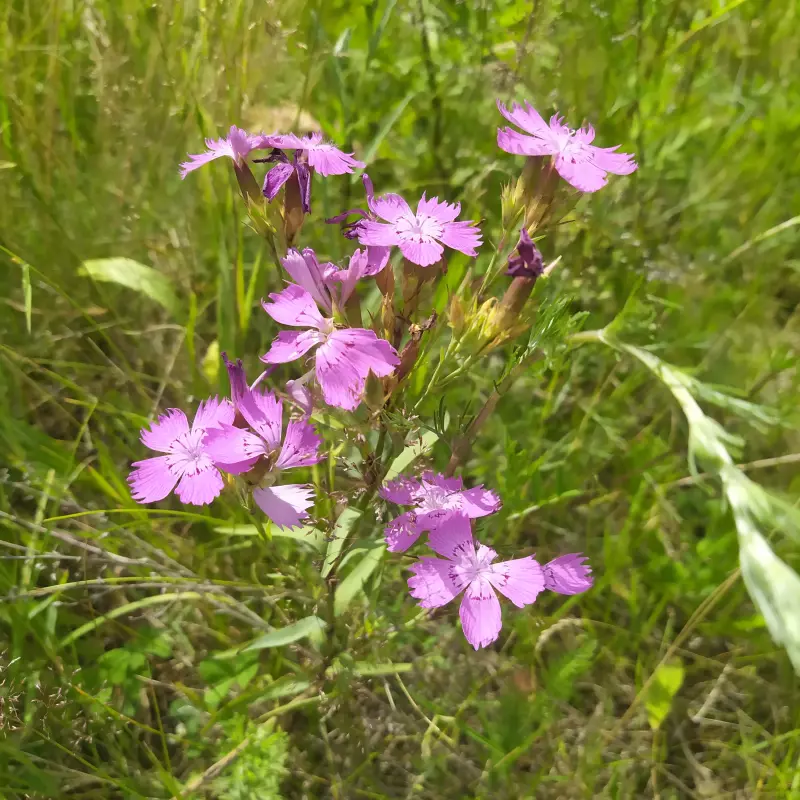 Чайная беседка