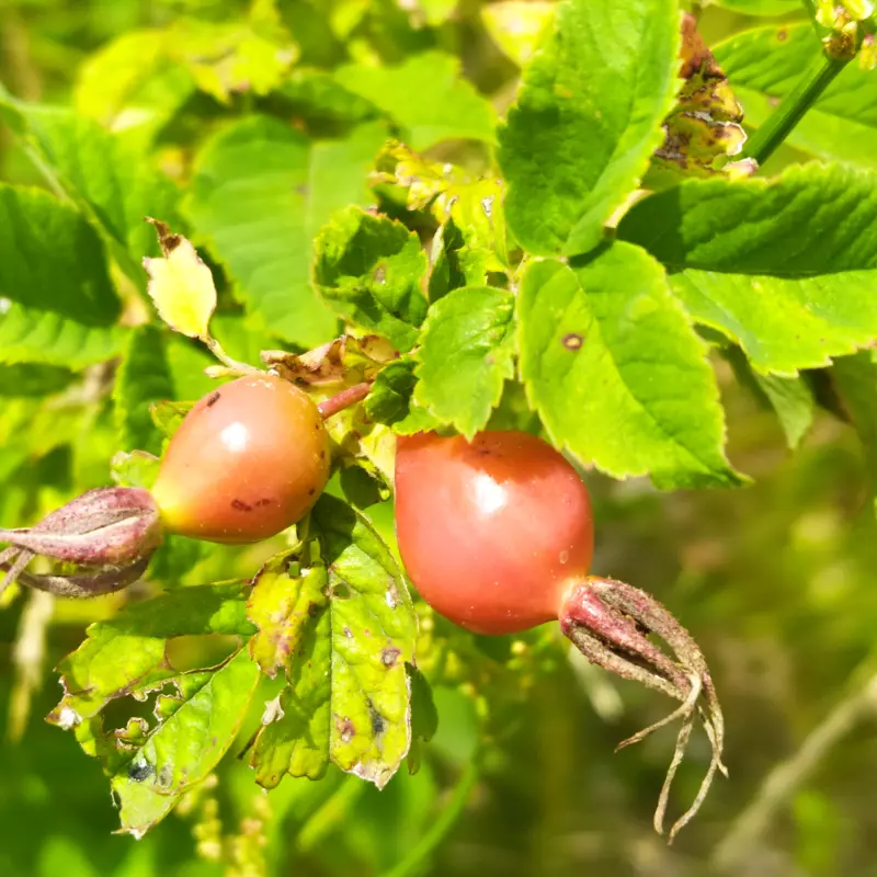 Чайная беседка