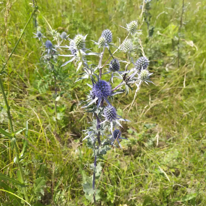 Чайная беседка