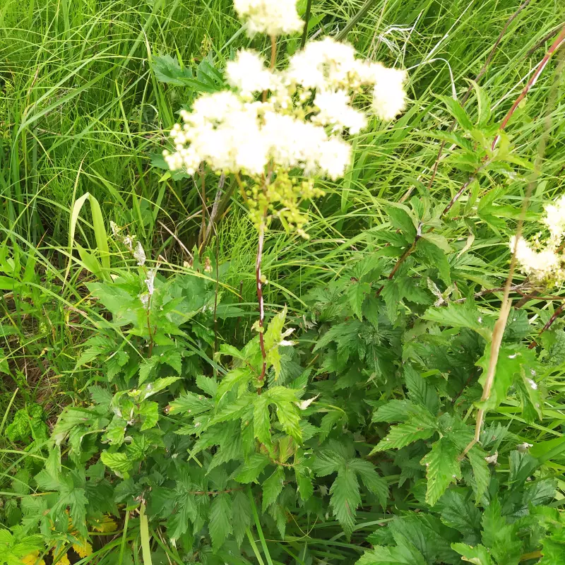 Чайная беседка