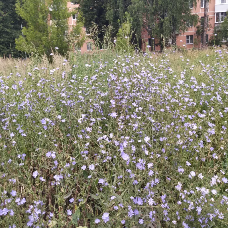 Чайная беседка