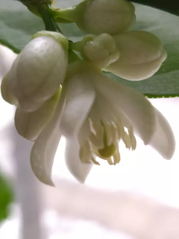 Чайная беседка