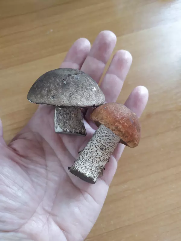 Чайная беседка
