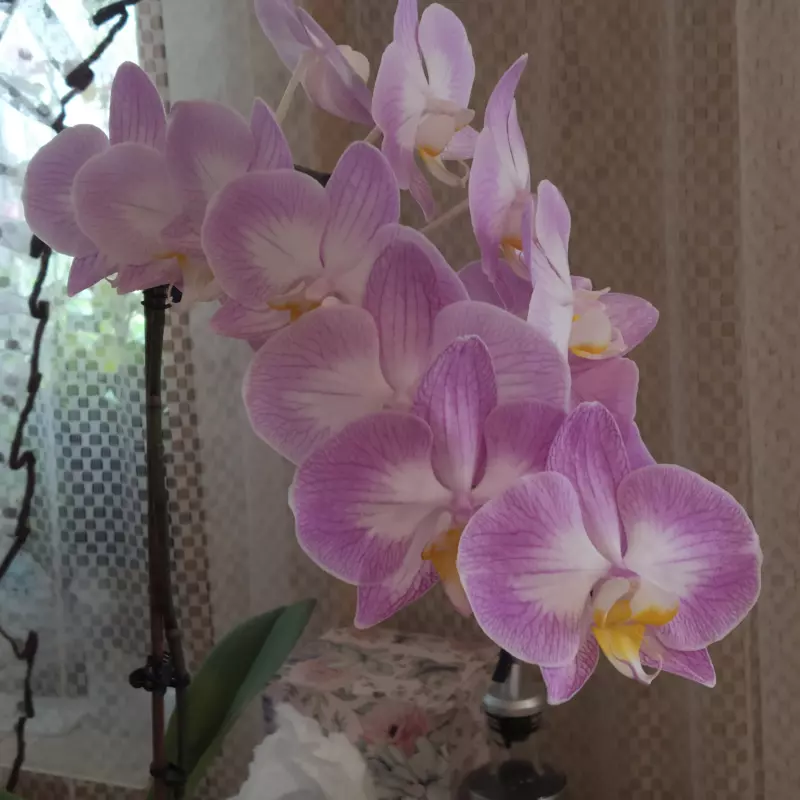 Чайная беседка