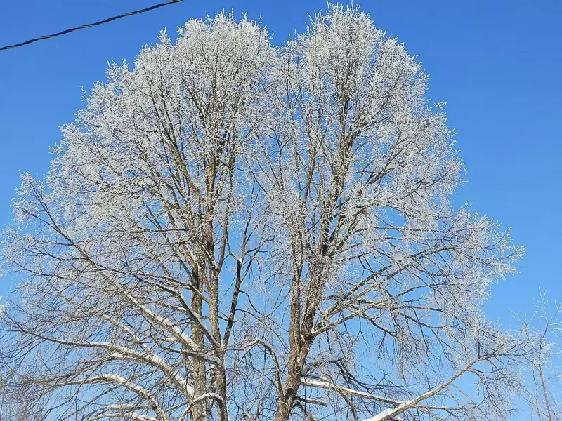 Чайная беседка