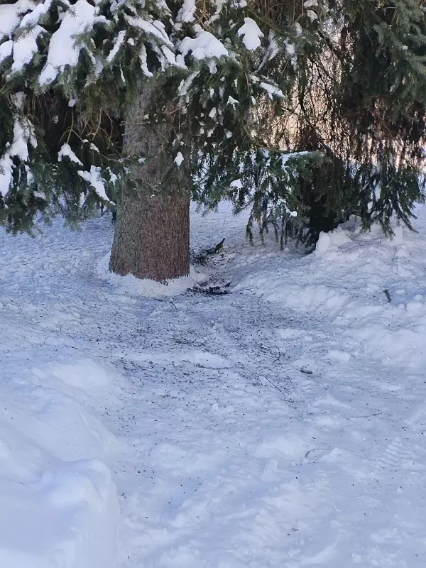 Чайная беседка