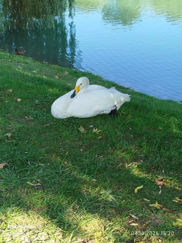 Вышивка крестиком