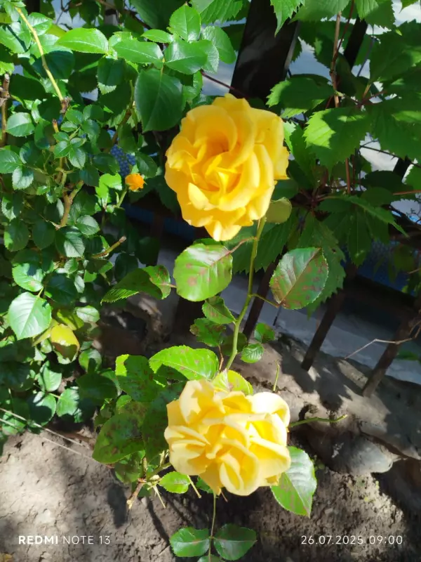 Tapтaлeтки & Ко