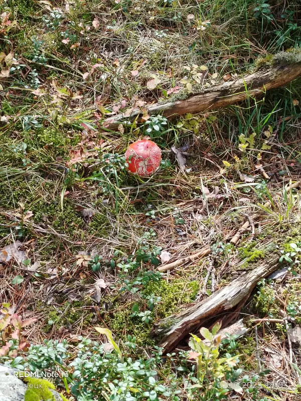 Tapтaлeтки & Ко