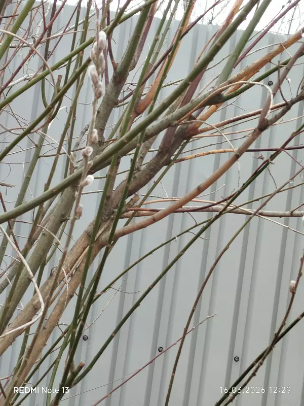 Tapтaлeтки & Ко