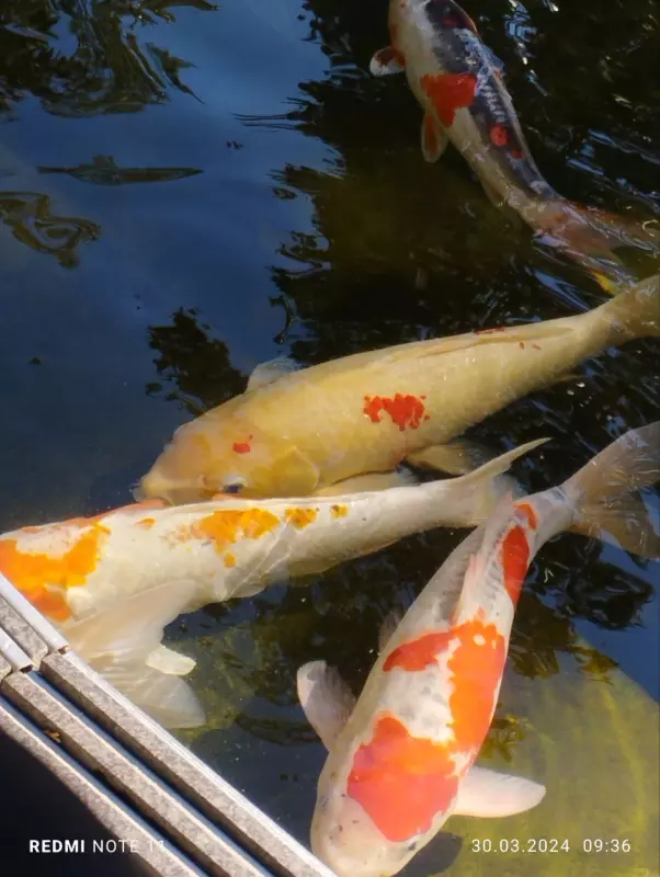 Чайная беседка