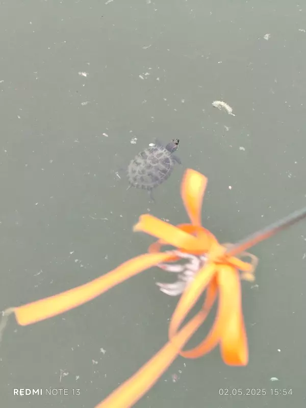 Чайная беседка