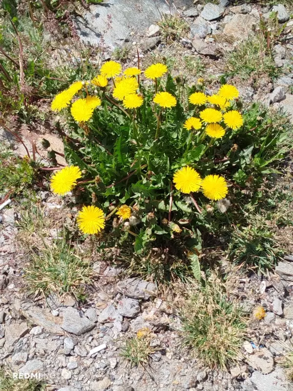 Чайная беседка