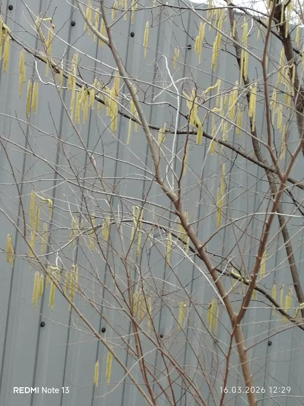 Чайная беседка