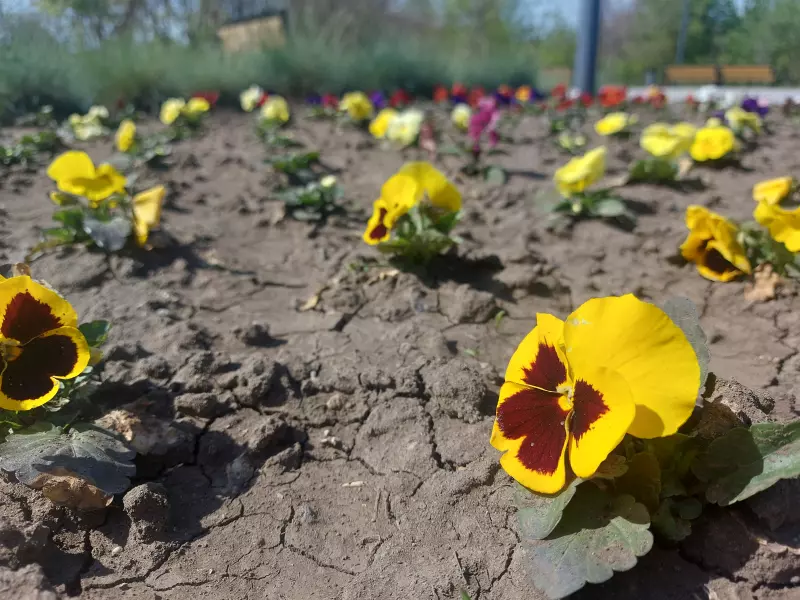 Чайная беседка