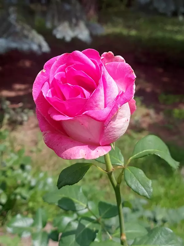 Чайная беседка