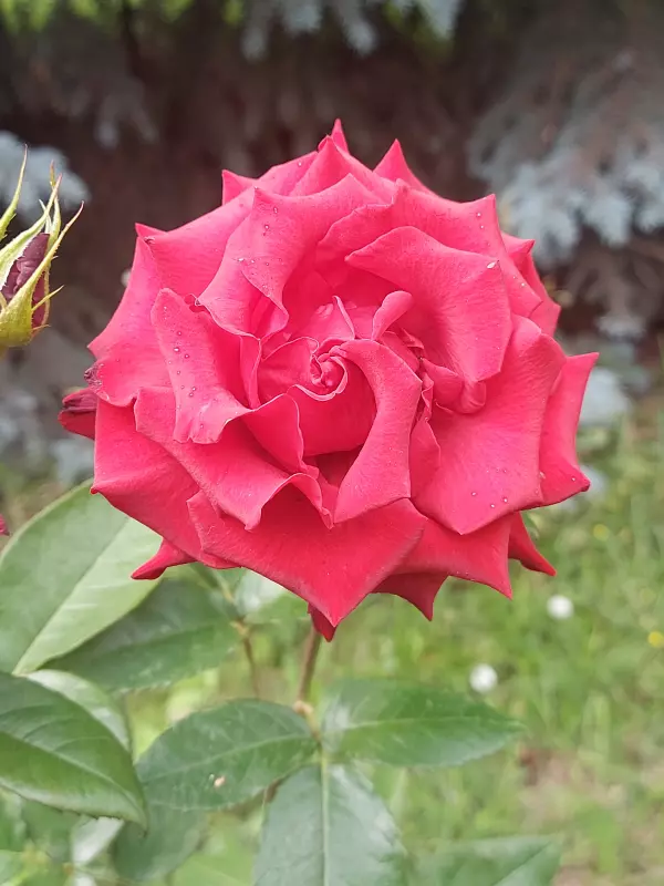 Чайная беседка