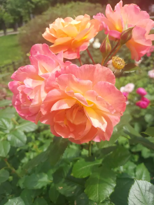 Чайная беседка