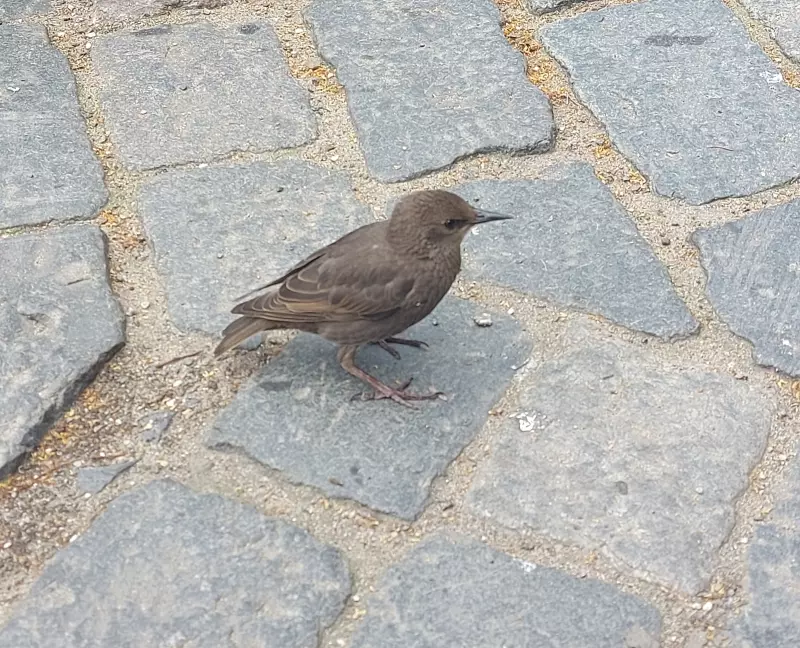 Чайная беседка