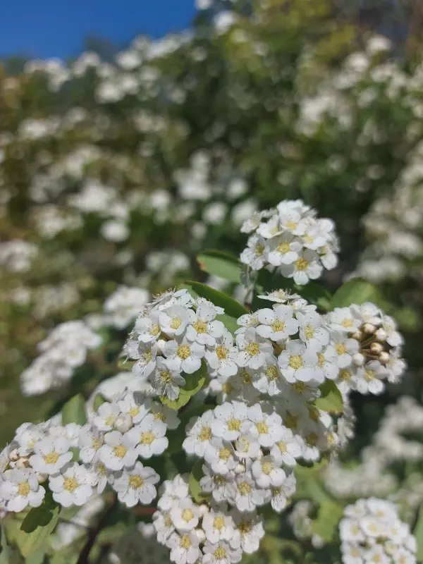 Чайная беседка