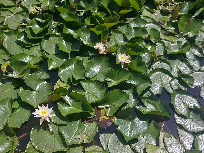 Чайная беседка