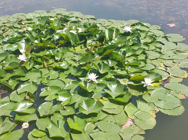 Чайная беседка