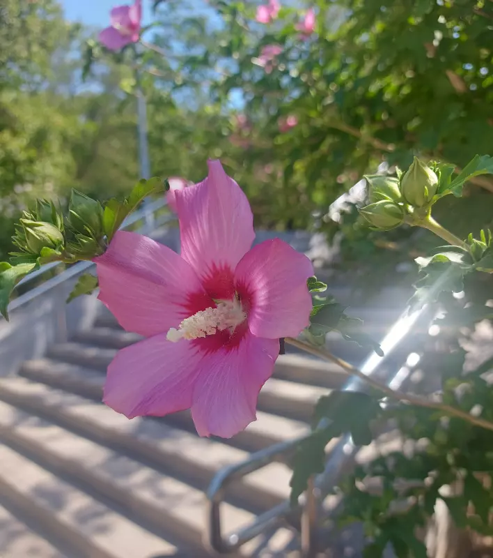 Чайная беседка