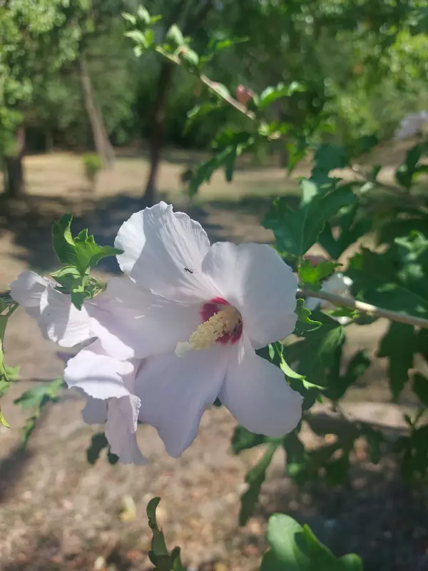 Чайная беседка