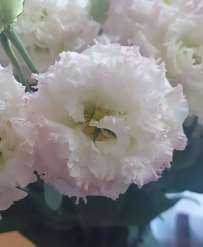 Чайная беседка