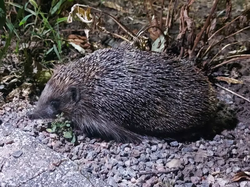 Чайная беседка