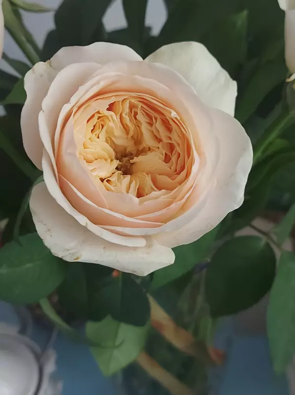 Чайная беседка