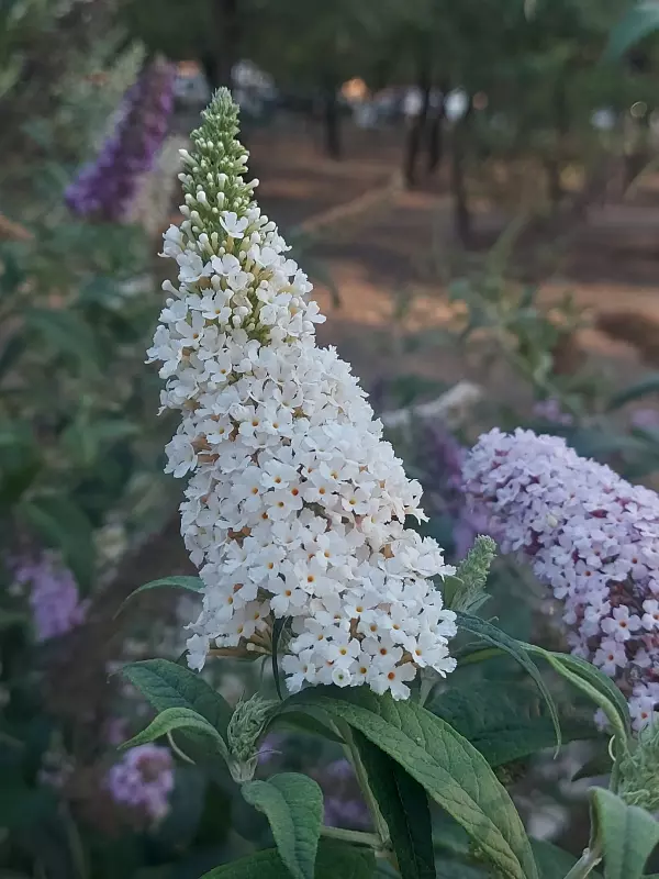 Чайная беседка