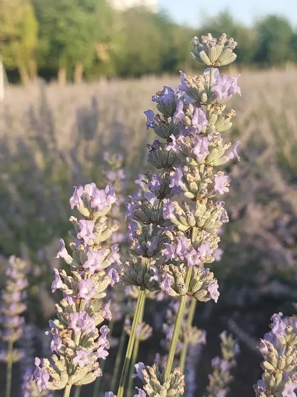 Чайная беседка