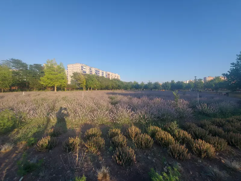 Чайная беседка