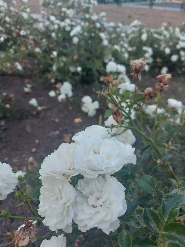 Чайная беседка