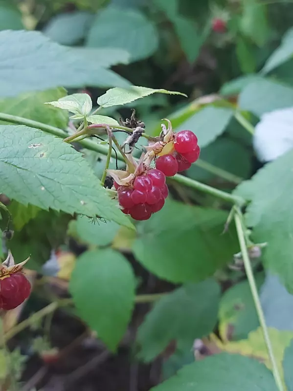 Чайная беседка