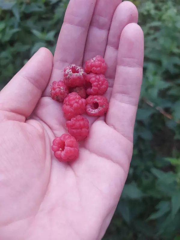 Чайная беседка