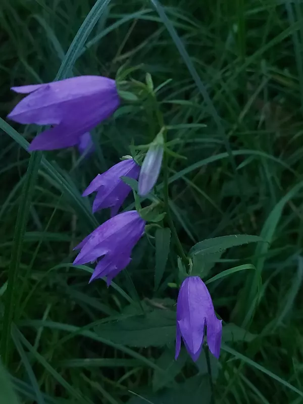 Чайная беседка